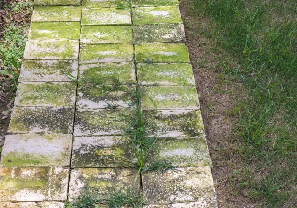 Jak wyczyścić kostkę brukową z zielonego nalotu? Skuteczne metody