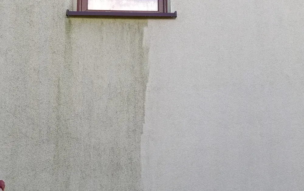 Skuteczne metody usuwania ptasich odchodów z elewacji bez wysiłku