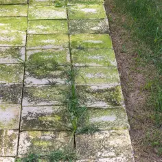 Ścieżka z kostki brukowej pokryta zielonym nalotem i chwastami. Dowiedz się, jak wyczyścić kostkę brukową z zielonego nalotu, aby przywrócić jej dawny blask.