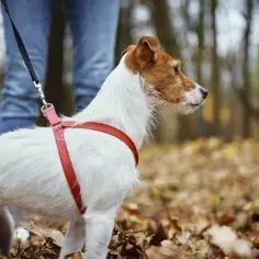 Mały piesek na spacerze w lesie, ubrany w czerwone szelki i smycz z taśmy nośnej parcianej.