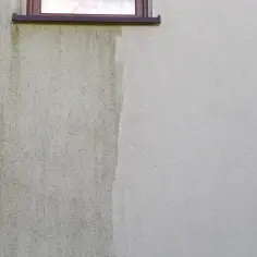 Skuteczne metody usuwania ptasich odchodów z elewacji bez wysiłku