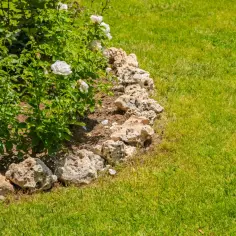 Obrzeże z kamienia polnego wokół krzewu róż, piękny sposób na podkreślenie rabaty.