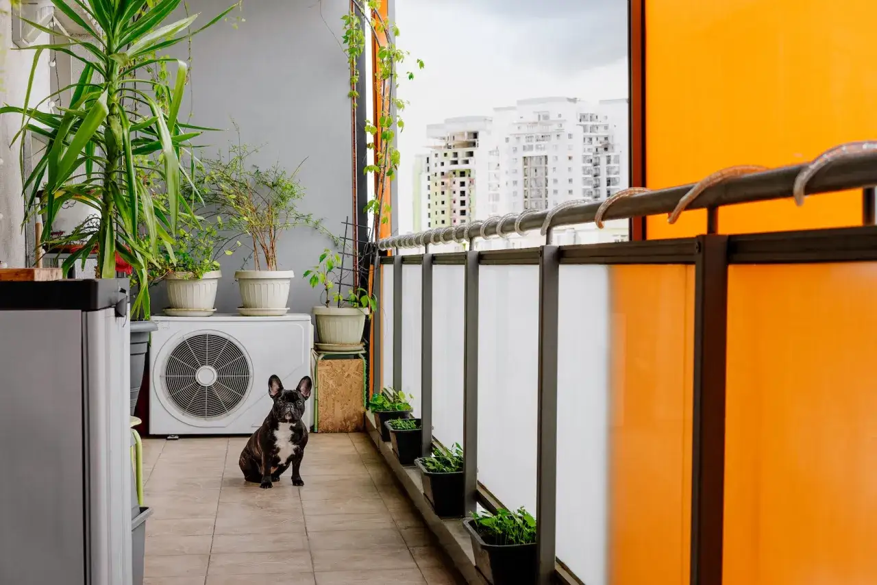 Francuski buldog siedzi obok jednostki zewnętrznej klimatyzacji na balkonie. Montaż klimatyzacji w mieszkaniu zakończony, pies pilnuje porządku.
